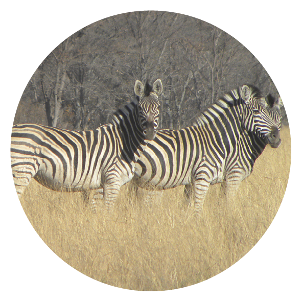 animalsE27E29