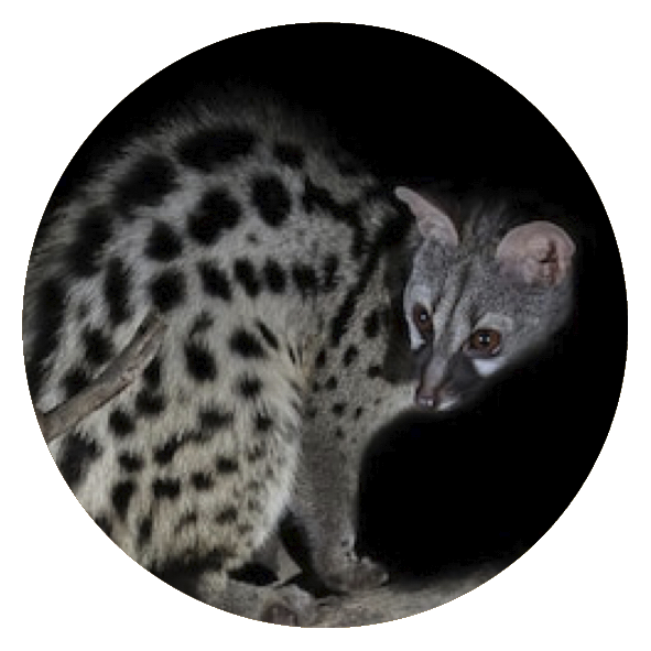 GENET