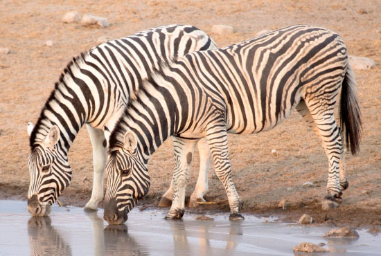 wildlife-safari-adventure-1