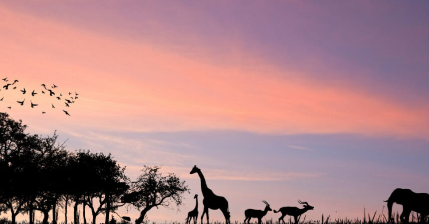 wildlife-safari-testimonial-bg